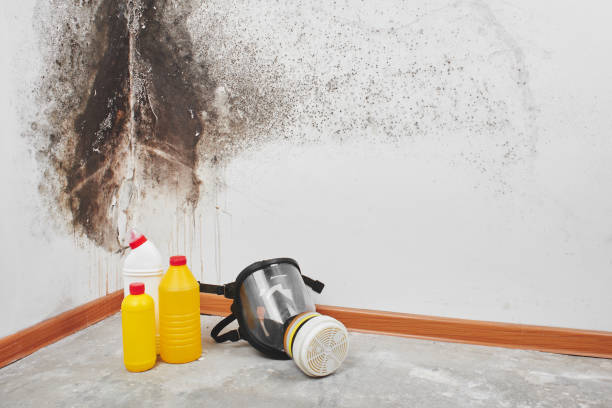 Best White Mold Remediation in Lake Worth, TX