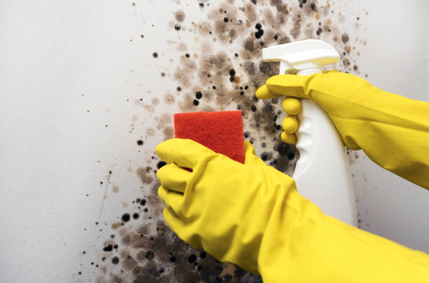 Best Black Mold Remediation in Lake Worth, TX