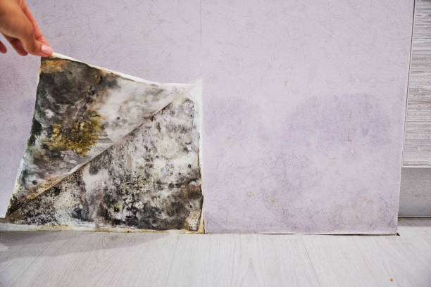 Best Commercial Mold Remediation in Lake Worth, TX